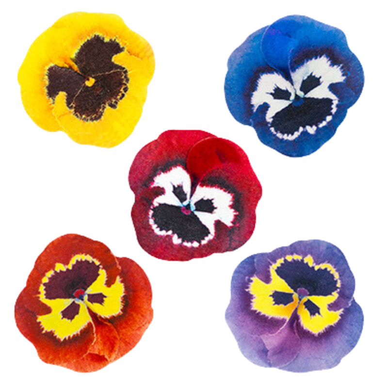 drukowana dekoracja waflowa - kolorowe kwiaty bratków