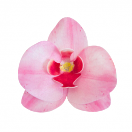 orchidea - storczyk - waflowe kwiaty do dekoracji spożywczych