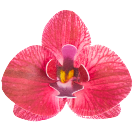 10 szt. STORCZYK BORDOWY 371610 ROSE DECOR jadalna dekoracja waflowa w kształcie kwiatów - orchidea