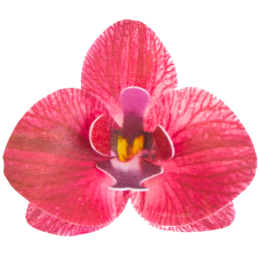10 szt. STORCZYK BORDOWY 371610 ROSE DECOR jadalna dekoracja waflowa w kształcie kwiatów - orchidea