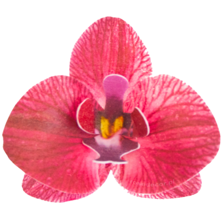 10 szt. STORCZYK BORDOWY 371610 ROSE DECOR jadalna dekoracja waflowa w kształcie kwiatów - orchidea