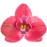 10 szt. STORCZYK BORDOWY 371610 ROSE DECOR jadalna dekoracja waflowa w kształcie kwiatów - orchidea