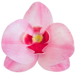 10 szt. STORCZYK RÓŻOWY 370410 ROSE DECOR jadalna dekoracja waflowa w kształcie kwiatów - orchidea