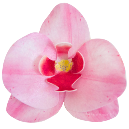 10 szt. STORCZYK RÓŻOWY 370410 ROSE DECOR jadalna dekoracja waflowa w kształcie kwiatów - orchidea