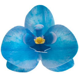 10 szt. STORCZYK NIEBIESKI 370310 ROSE DECOR jadalna dekoracja waflowa w kształcie kwiatów - orchidea