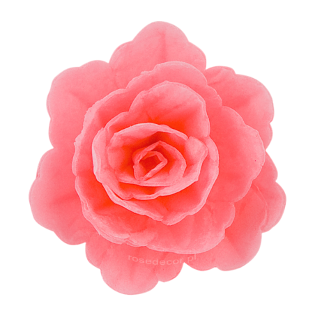 18 szt. RÓŻOWA RÓŻA CHIŃSKA ŚREDNIA 200418 ROSE DECOR jadalna dekoracja waflowa - 55 mm